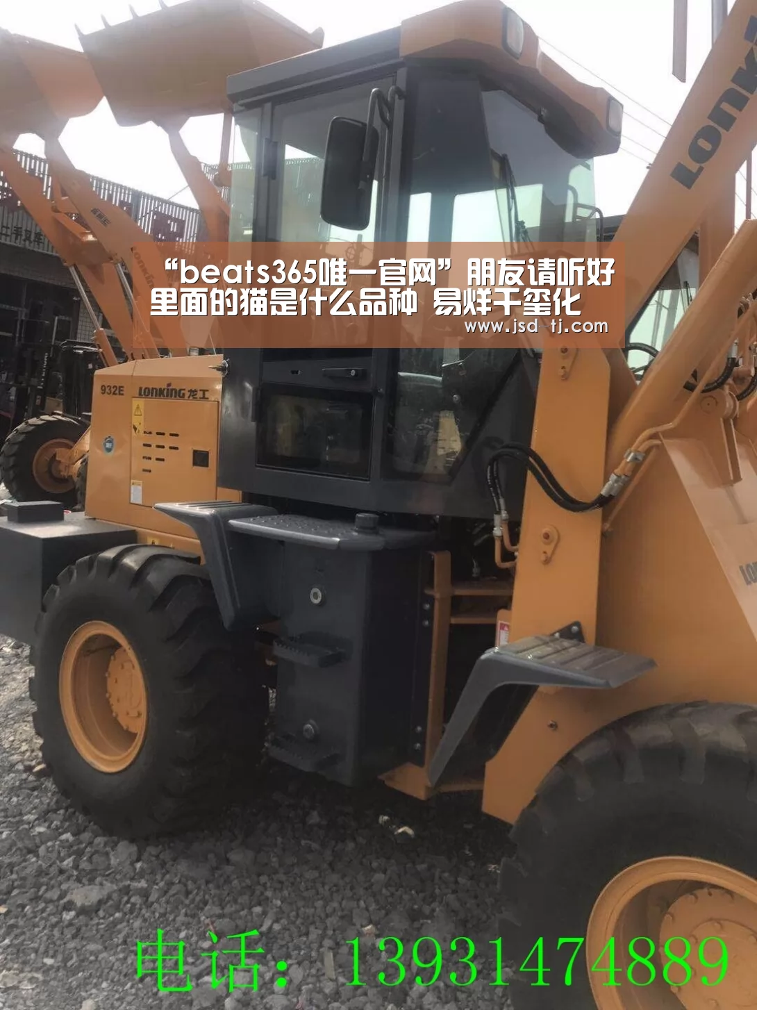 “beats365唯一官网”朋友请听好里面的猫是什么品种 易烊千玺化身撸猫少年(图4) beat365平台入口